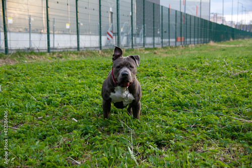 Blue American staffordshire terrier, amstaff, stafford pit bull big strong gray dog outdoor 