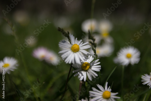 Chamomile in the field. Flowers in the field. Spring flowers in the field. Flowers on the calendar