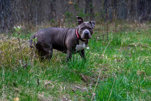 Blue American staffordshire terrier, amstaff, stafford pit bull big strong gray dog outdoor 