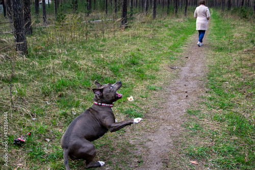 Blue American staffordshire terrier, amstaff, stafford pit bull big strong gray dog outdoor 