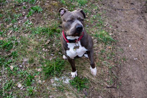 Blue American staffordshire terrier, amstaff, stafford pit bull big strong gray dog outdoor 