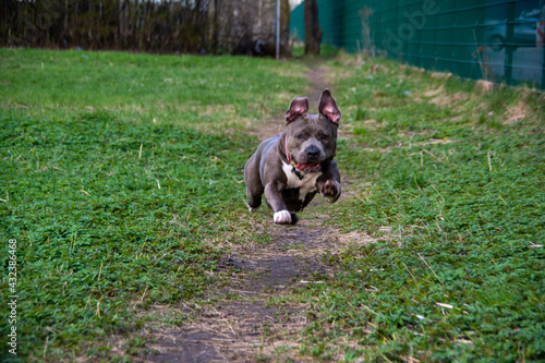 Blue American staffordshire terrier, amstaff, stafford pit bull big strong gray dog outdoor 