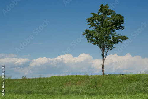 piccolo albero nel terreno agricolo