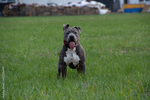 Blue American staffordshire terrier, amstaff, stafford pit bull big strong gray dog outdoor 