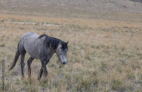 Wild Horse Stallion in the Utah Desert © natureguy