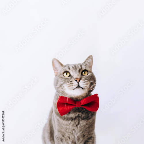 Portrait of a gray cat with a red butterfly on its neck on a light background.looking up.animal background.World pet day.Minimal, stylish, trendy holiday concept.Pet Store Poster Design