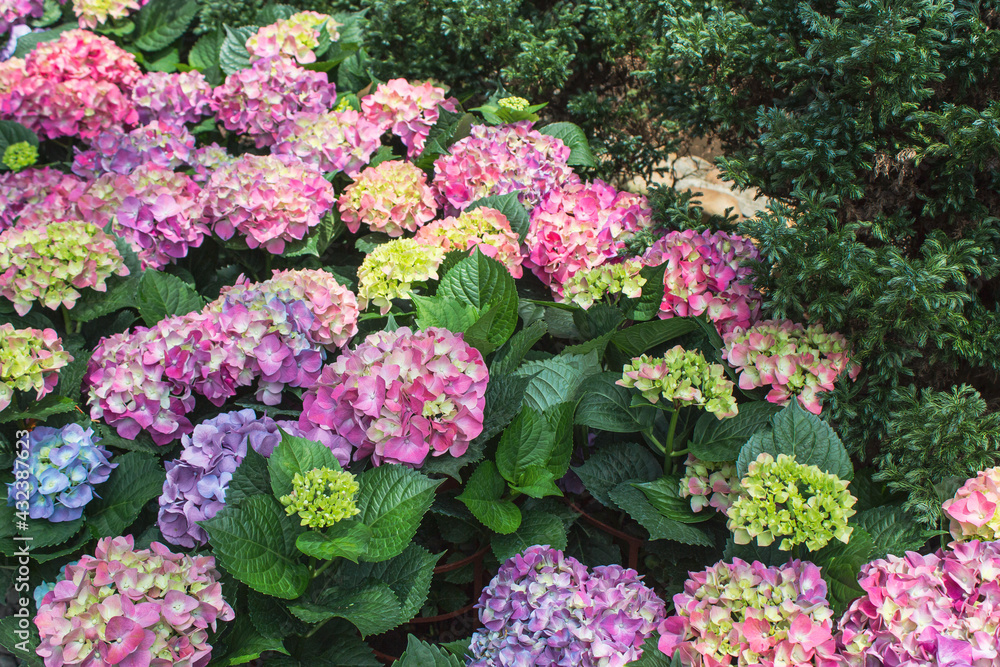 Hydrangea blooming in early summer in a beautiful garden in Taiwan Hydrangea blooming in early summer in a beautiful garden in Taiwan