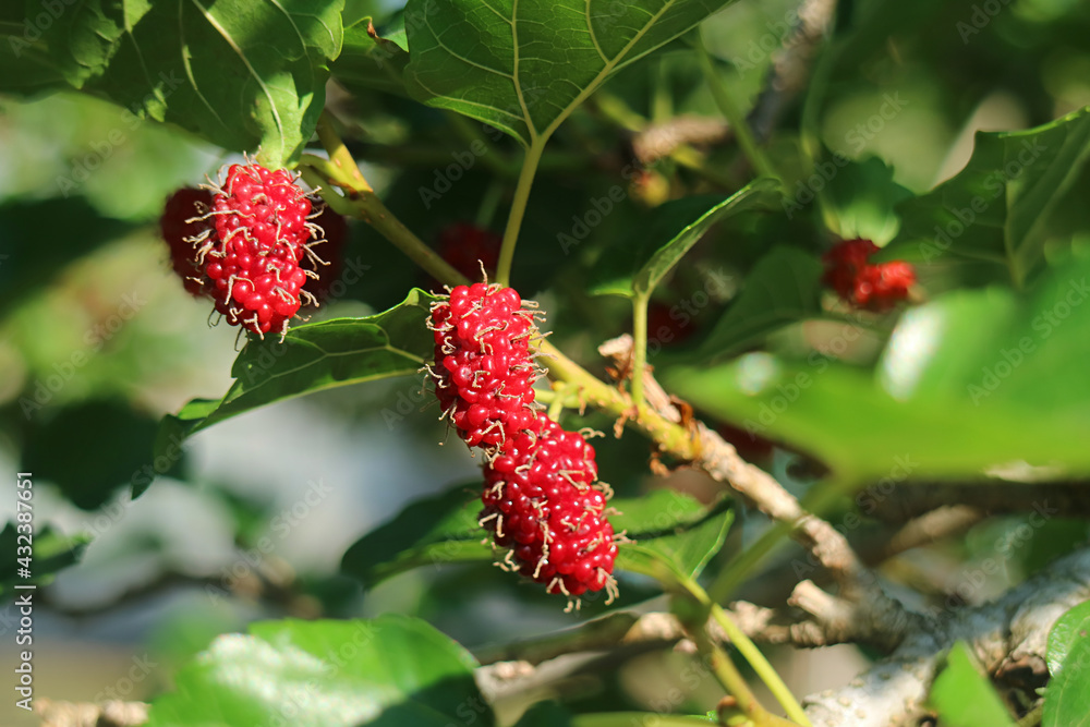 Closeup Vibrant Red Immature Mulberry Fruits Ripening on Its Tree Closeup Vibrant Red Immature Mulberry Fruits Ripening on Its Tree