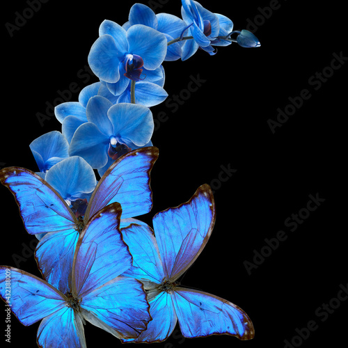 blue butterfly and blue orchid