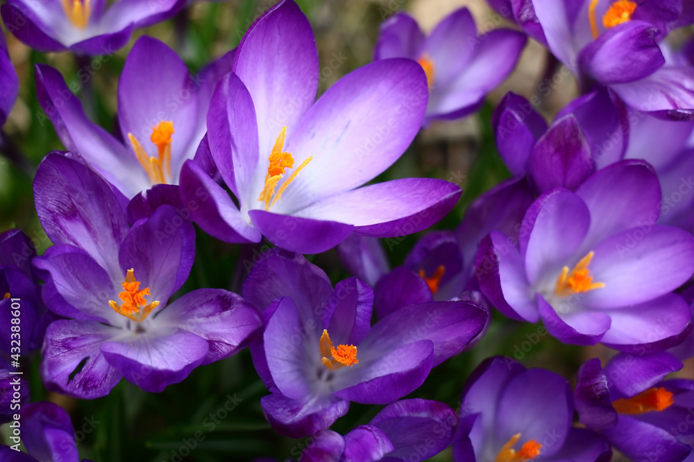 Sunny spring day. Violet-white flowers of crocuses revealed on a meeting to the sun. Play of light and shadow.
