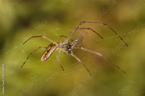 little spider with prey in a spider web