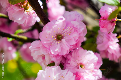 Pink flower of Prunus triloba  sometimes called flowering plum or flowering almond