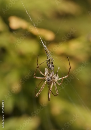 little spider with prey in a spider web © Tomas