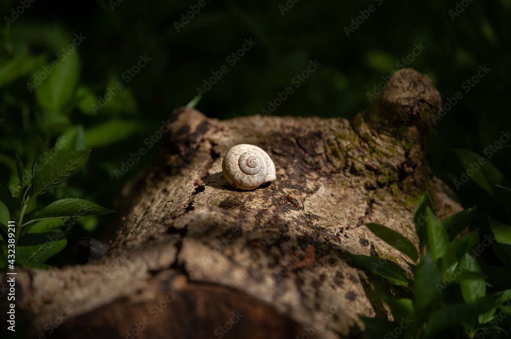 Snail on a tree Snail on a tree