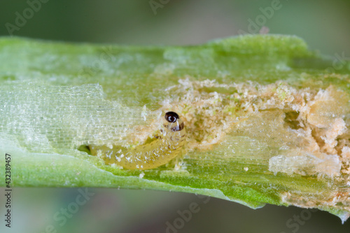Larva of Cabbage Stem Flea Beetle (Psylliodes chrysocephala) in damaged plant of Oilseed Rape (Brassica napus). photo