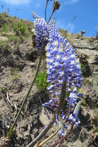 Merwilla dracomontana photo