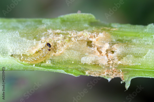 Larva of Cabbage Stem Flea Beetle (Psylliodes chrysocephala) in damaged plant of Oilseed Rape (Brassica napus). photo