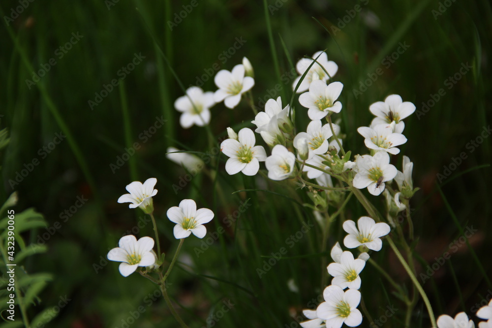petites fleur blanches des champs petites fleur blanches des champs
