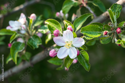 Twig of a blossoming apple-tree