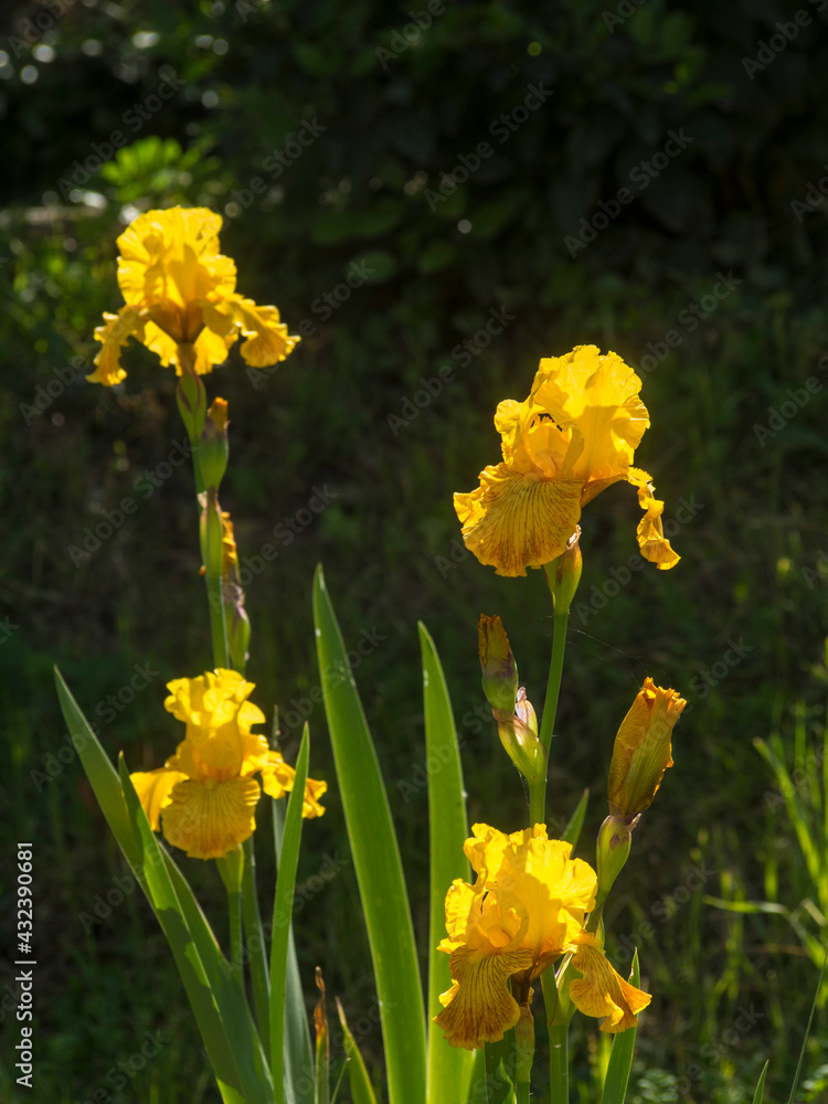 Obraz premium Italia, Toscana, Firenze, il Giardino dell'Iris. Fiori di Iris (Iris germanica).