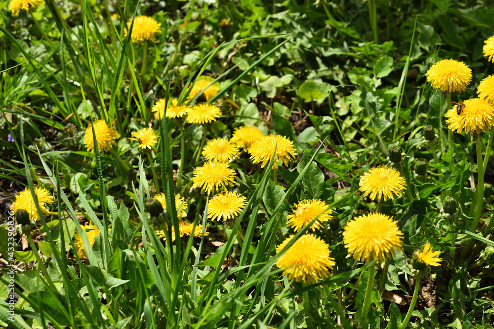 Yellow dandelions among green grass in the meadow Yellow dandelions among green grass in the meadow