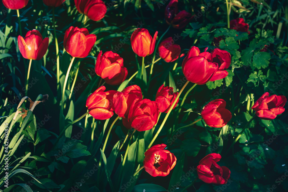 Red tulips on a sunny day. A floral background of beautiful bright red tulips blooming in the garden on a sunny spring day against a background of green grass. Red tulips on a sunny day. A floral background of beautiful bright red tulips blooming in the garden on a sunny spring day against a background of green grass.