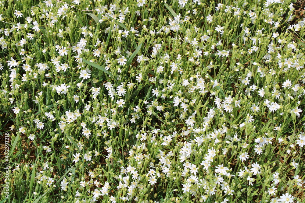 Wandern auf den Nordpfaden in Rotenburg Wümme nahe der Gemeinde Elm (Hiking in North-Western Germany) | Weise Blumenwiese (white flowers)