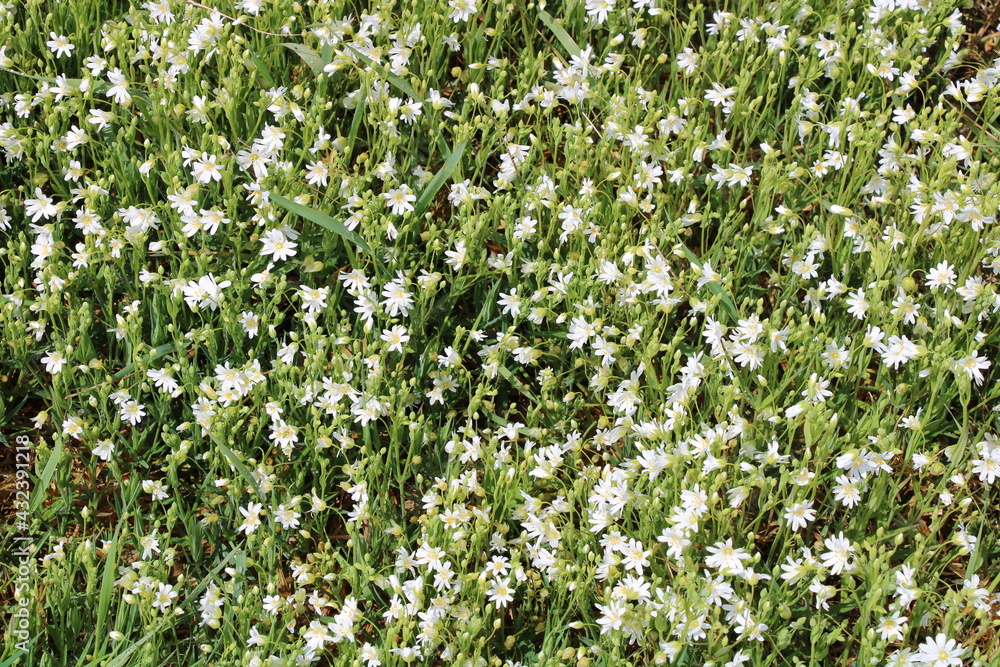 Fototapeta premium Wandern auf den Nordpfaden in Rotenburg Wümme nahe der Gemeinde Elm (Hiking in North-Western Germany) | Weise Blumenwiese (white flowers)