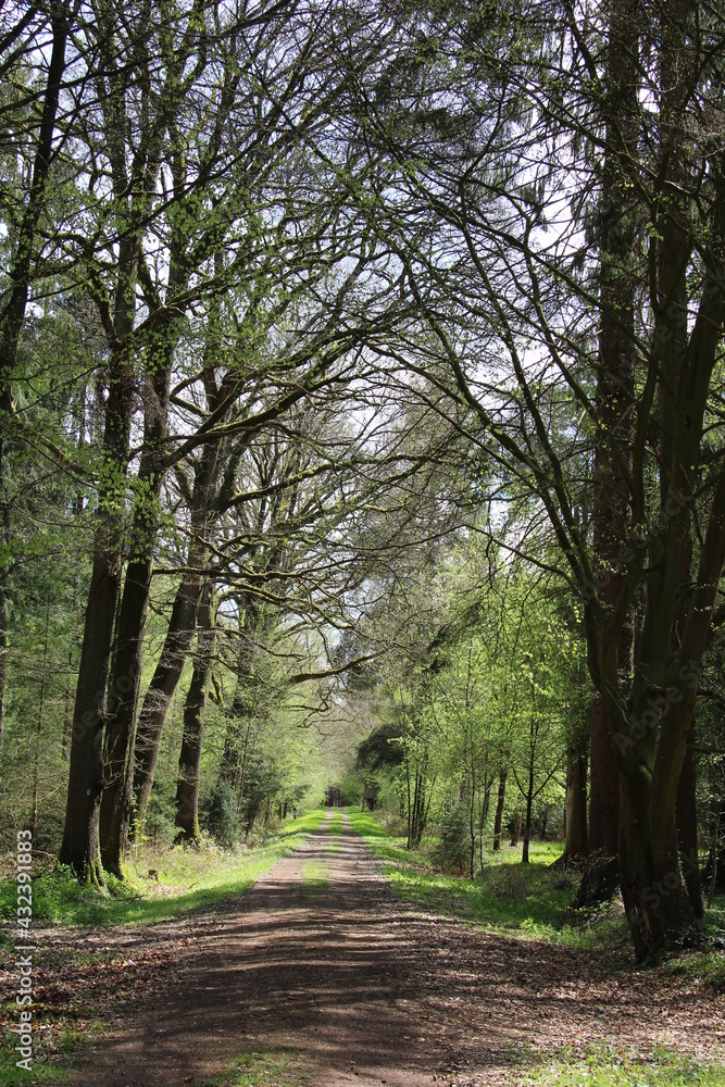 Fototapeta premium Wandern auf den Nordpfaden in Rotenburg Wümme nahe der Gemeinde Elm (Hiking in North-Western Germany) | Waldwege (forest paths)