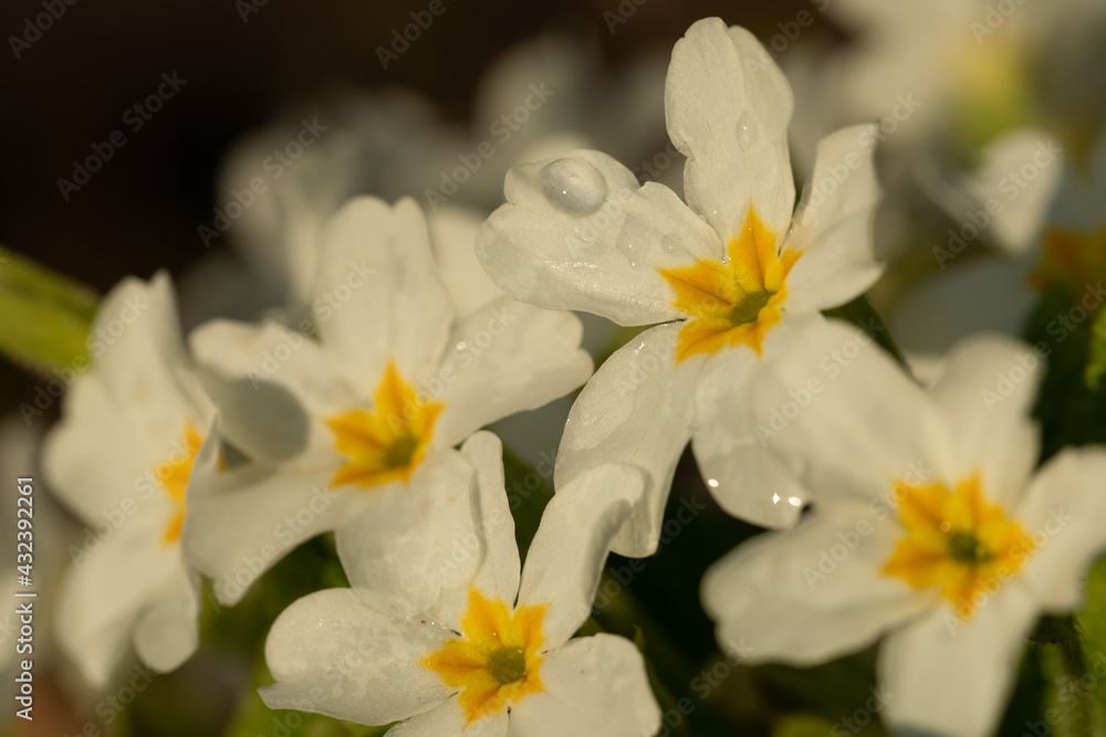 White small flower among the grass. A beautiful flower illuminated by the sunset light. Flower with raindrops. White small flower among the grass. A beautiful flower illuminated by the sunset light. Flower with raindrops.