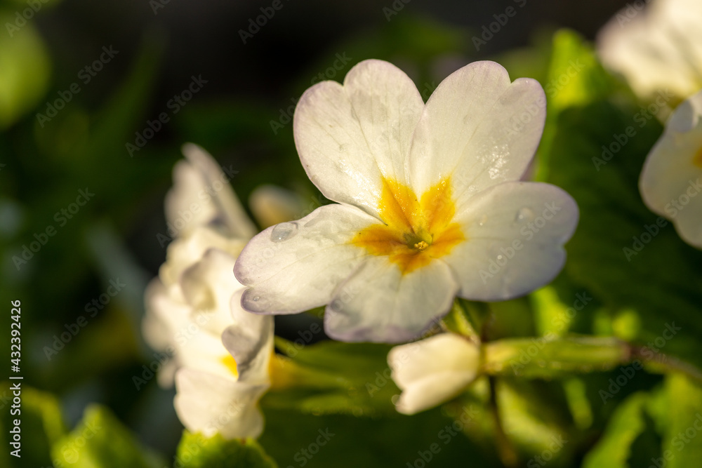 White small flower among the grass. A beautiful flower illuminated by the sunset light. Flower with raindrops. White small flower among the grass. A beautiful flower illuminated by the sunset light. Flower with raindrops.