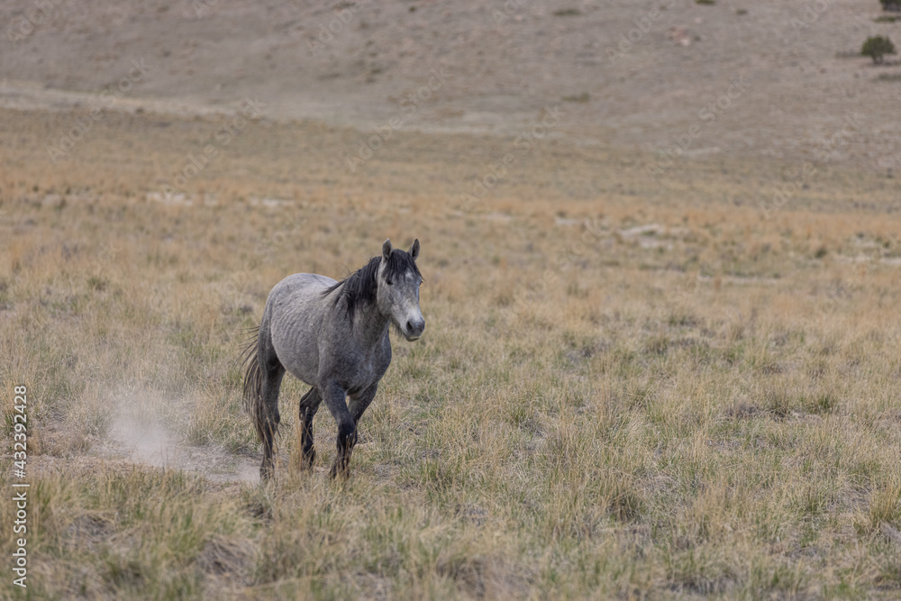 Wild Horse Stallion in the Utah Desert Wild Horse Stallion in the Utah Desert