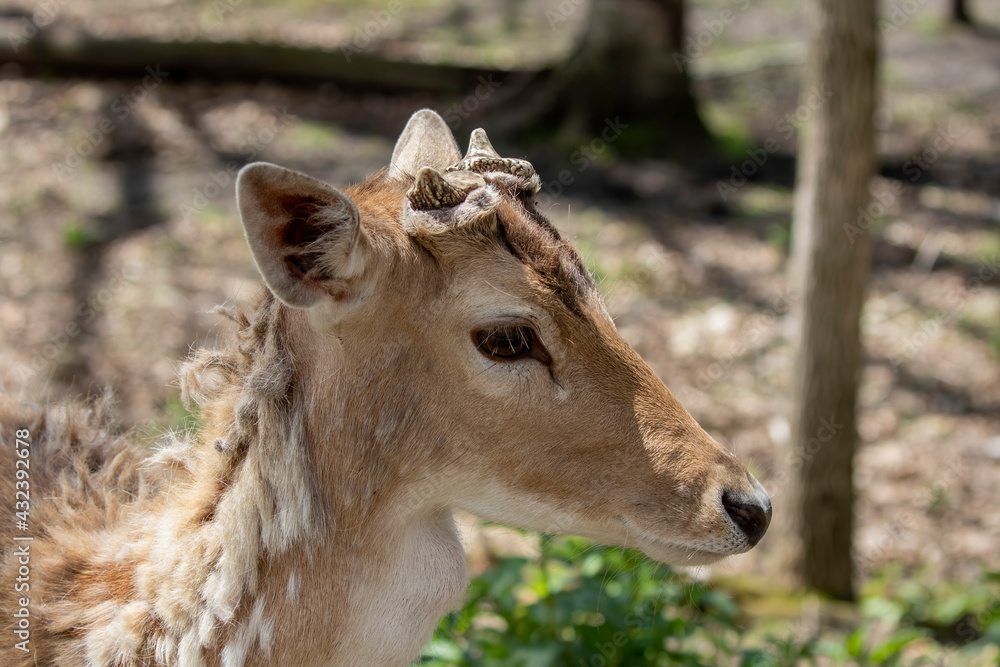 The fallow deer (Dama dama) with growing antlers The fallow deer (Dama dama) with growing antlers