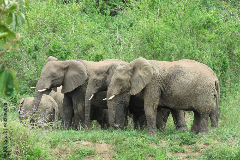 Fototapeta premium Elephants in a row