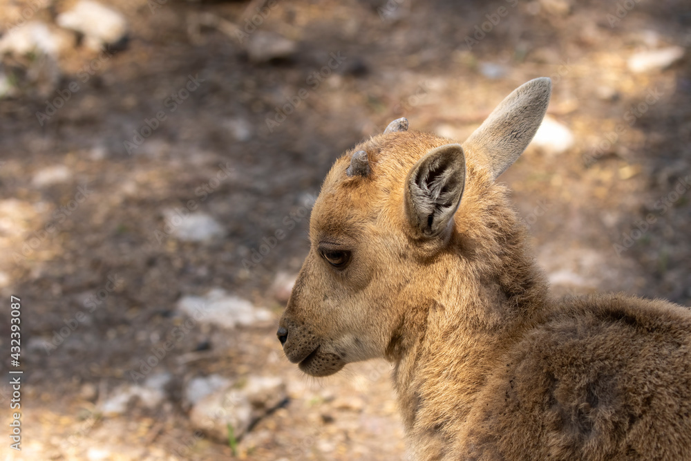 Young  Barbary sheep ( Ammotragus lervia ), also known as aoudad in the ZOO
