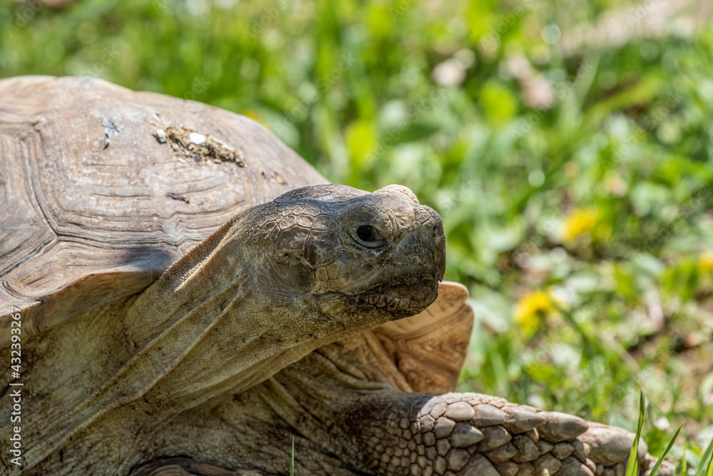 The African spurred tortoise (Centrochelys sulcata) It is the third-largest species of tortoise in the world. The African spurred tortoise (Centrochelys sulcata) It is the third-largest species of tortoise in the world.