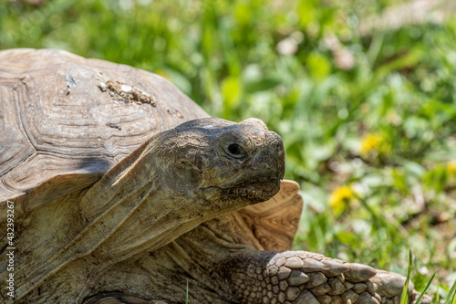 The African spurred tortoise (Centrochelys sulcata)  It is the third-largest species of tortoise in the world. © karel