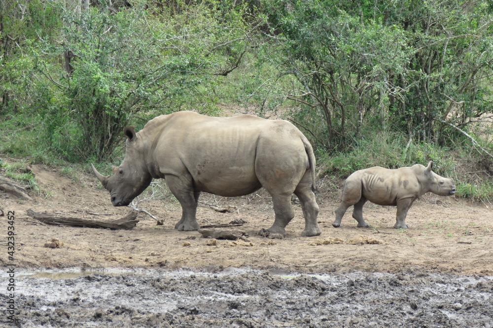 Fototapeta premium White rhino with a calf