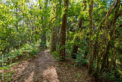 Beautiful landscape of the Landes forest in the south west of France