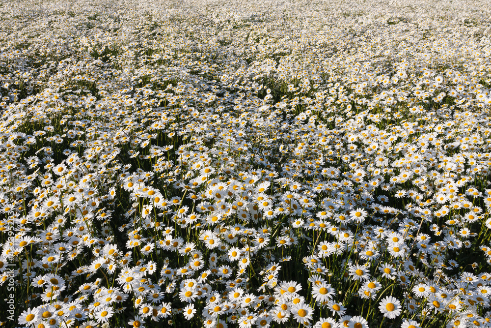 Margeritenblüte im Frühjahr auf einem Feld, Margeriten Margeritenblüte im Frühjahr auf einem Feld, Margeriten