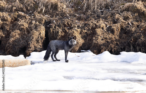 Silver Fox in Fairbanks, Alaska photo