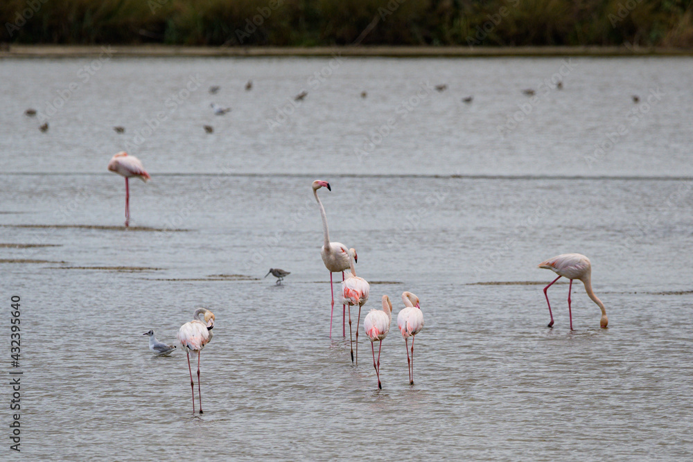 Fototapeta premium Flamenco
