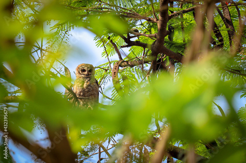 Indian eagle owl or rock eagle owl