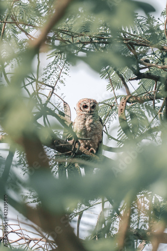 Indian eagle owl or rock eagle owl