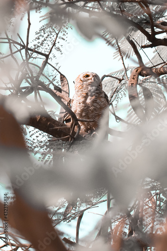 Indian eagle owl or rock eagle owl