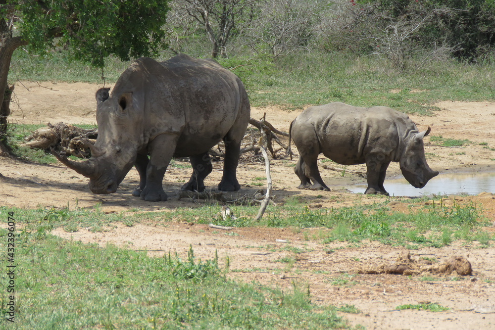 Obraz premium White rhino + calf