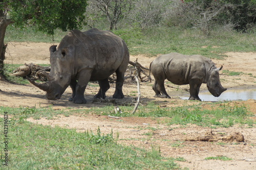 White rhino   calf
