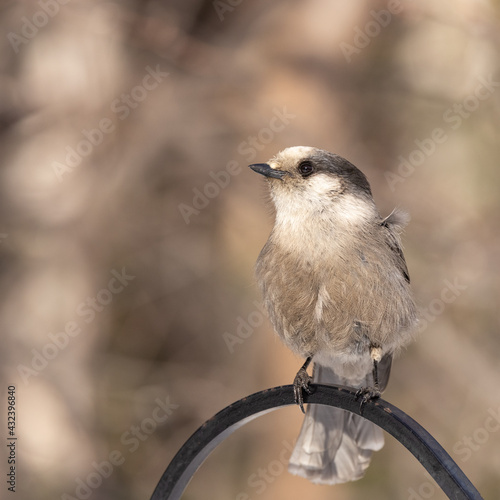 Gray Jay, Canada jay, Camp Robber, Whiskey Jack