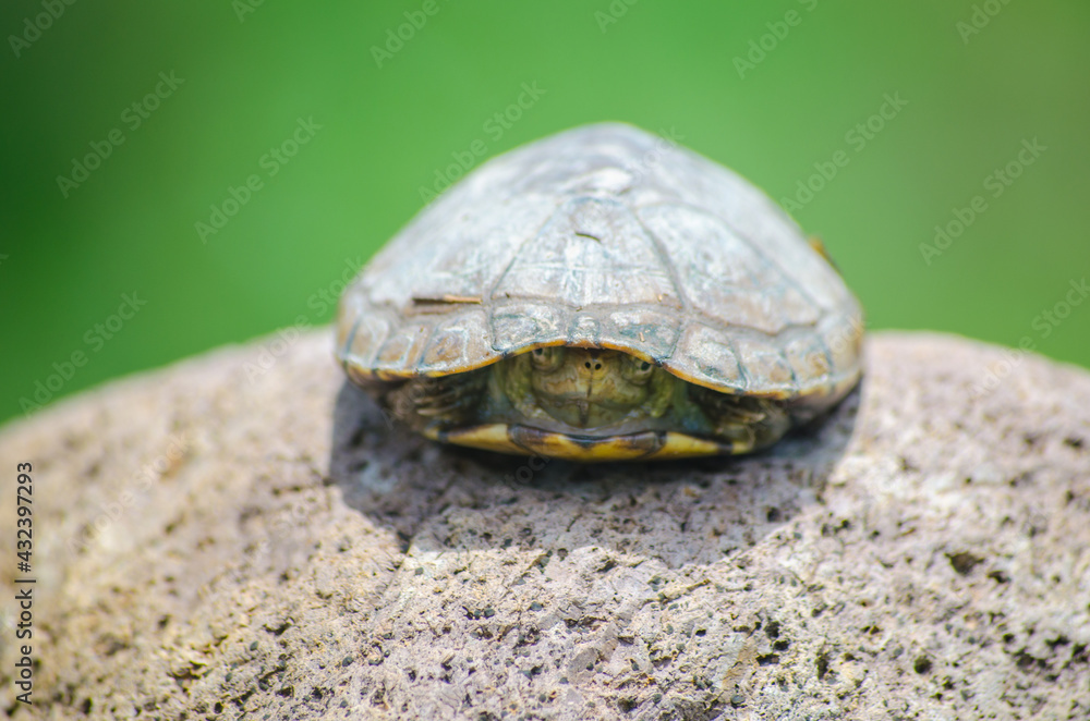 Obraz premium Tortuguita