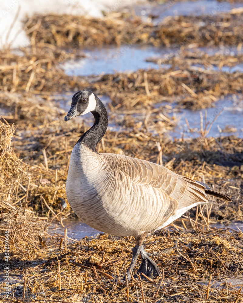 Canada goose Walking in a Field Canada goose Walking in a Field